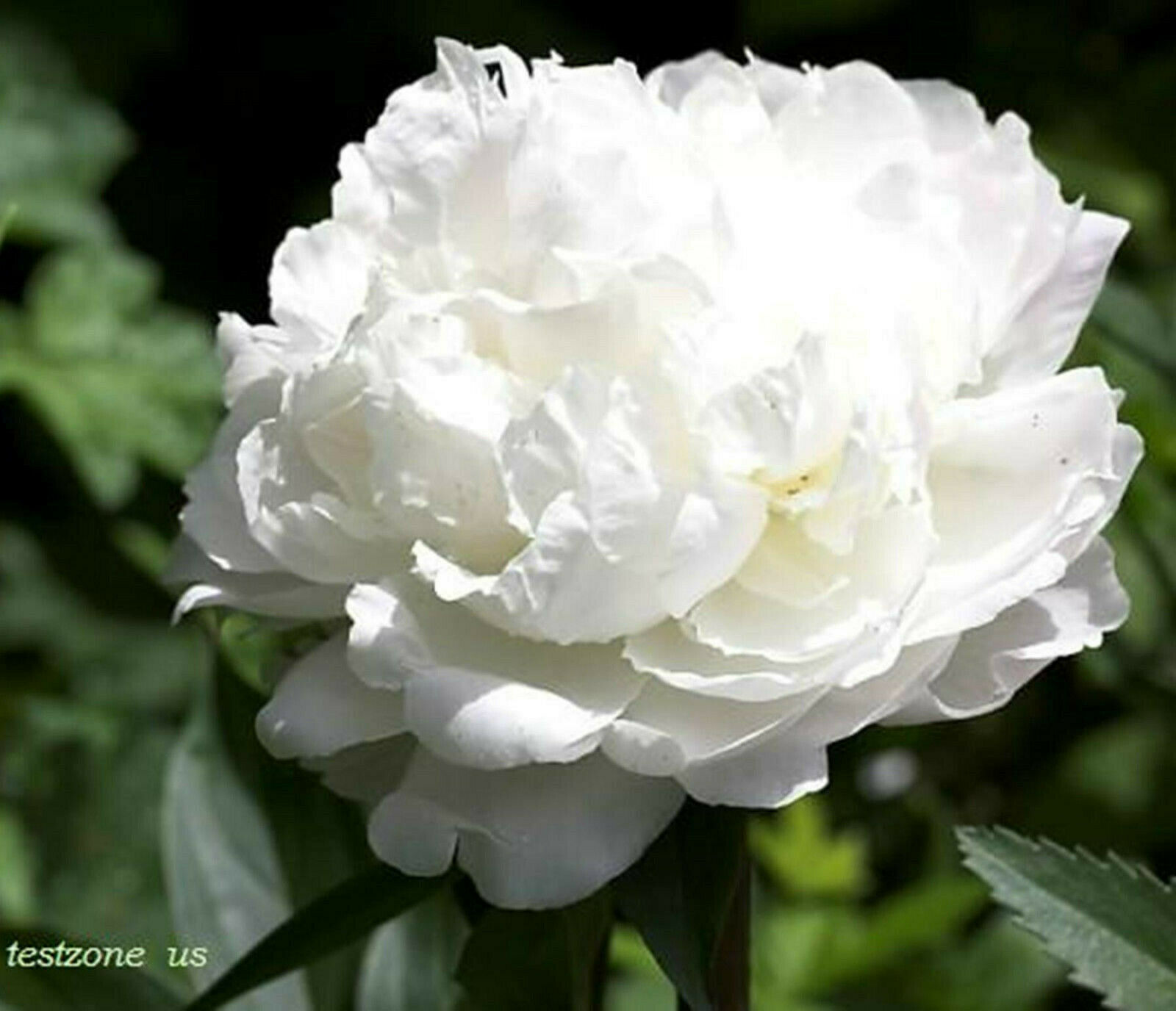 White Peony Poppy Plant -25 Seeds- Indescribably Elegant Beauty